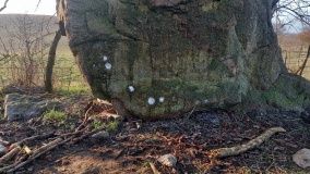Schälchenstein Stegelitz 3