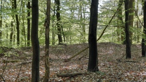 Höhensiedlung auf dem Weilickenberg