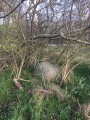 Grosssteingrab Loewenbruch - PID:220374