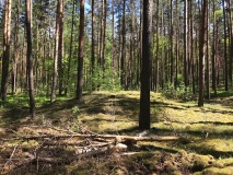 Woltersdorf Hügelgraberfeld