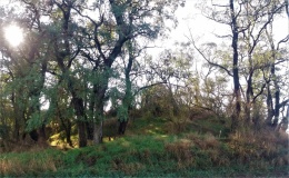 Hügelgrab Grünberg