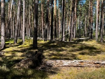 Fernneuendorf Huegelgrabfeld II