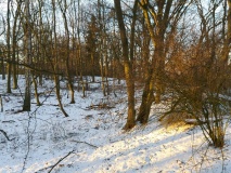 Burgwall Schönfeld Uckermark
