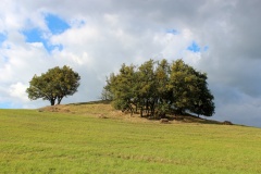 Pechberg Huegelgrab