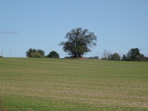 Schälchenstein und Grabhügel Neuenfeld