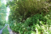 Lossow Burgwall