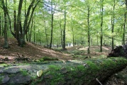 Click for full size image of Huegelgraeberfeld Schweinert (PID:114609) Huegelgraeberfeld Schweinert