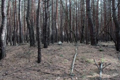 Hügelgräberfeld Striesa
