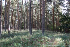Wollschow Grab (32)