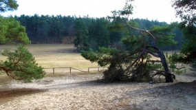 Muenchehofe dune find spot