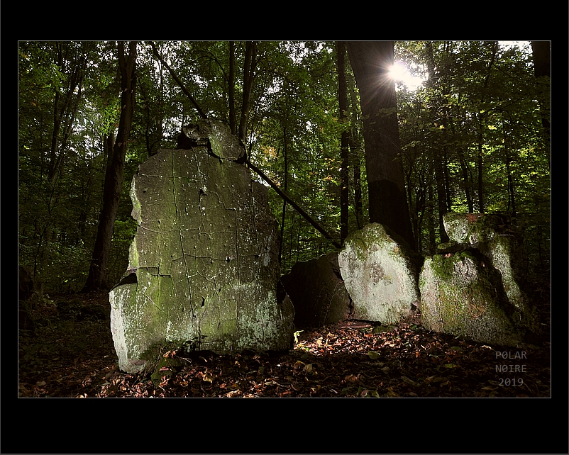 Click for full size image of Lautariusgrab (PID:205400) Lautariusgrab