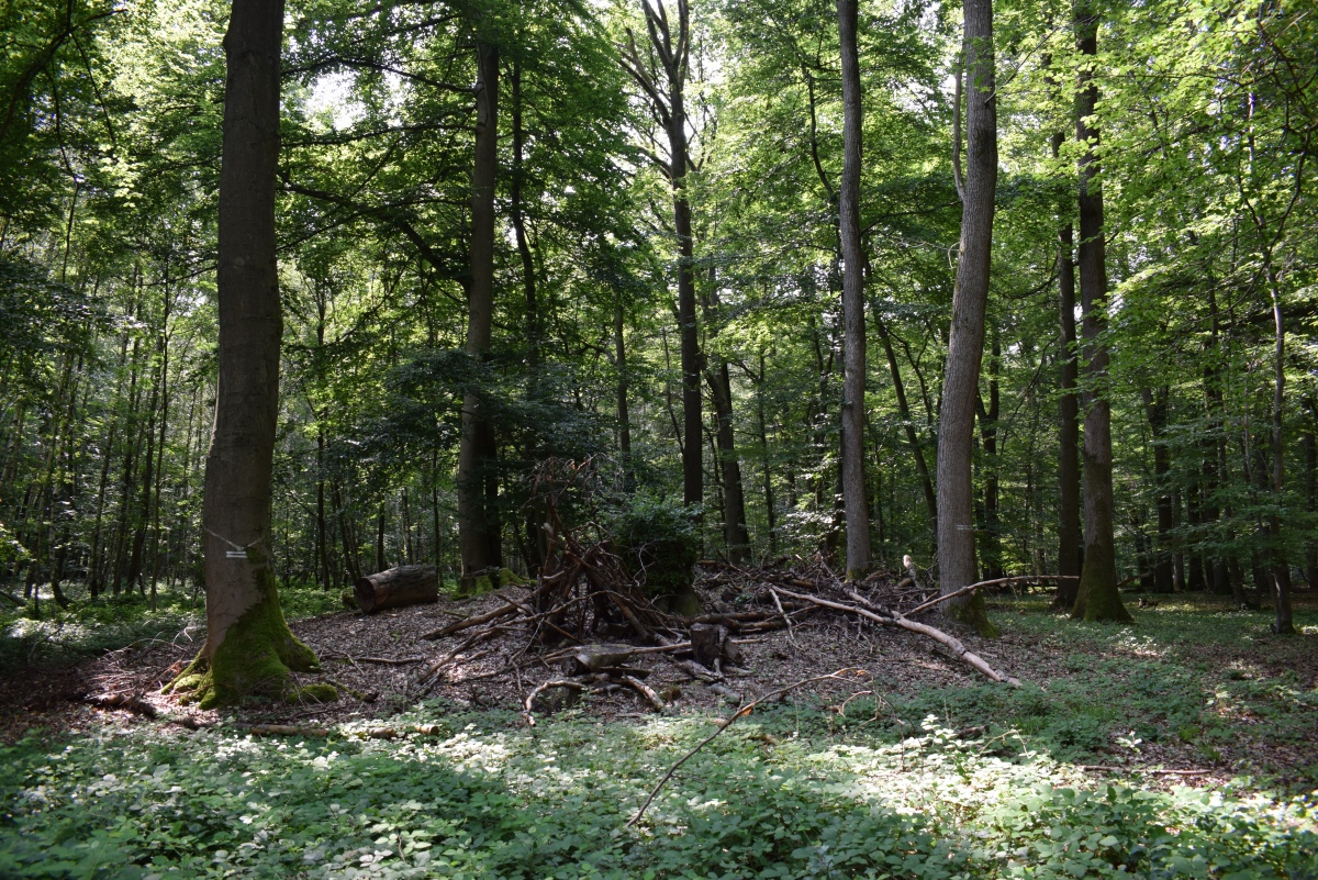 Click for the gallery page to add comments and vote (PID:230569) Halbehl Hügelgräberfeld