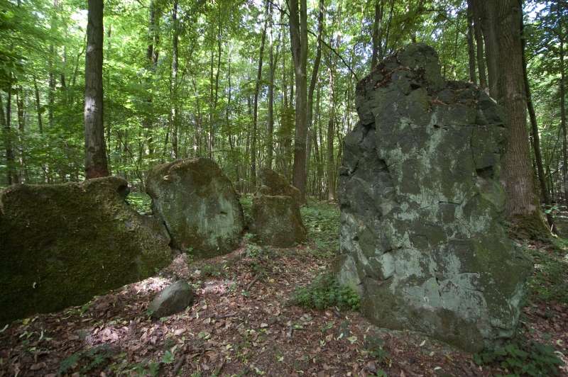 Click for full size image of Lautariusgrab (PID:78297) Lautariusgrab