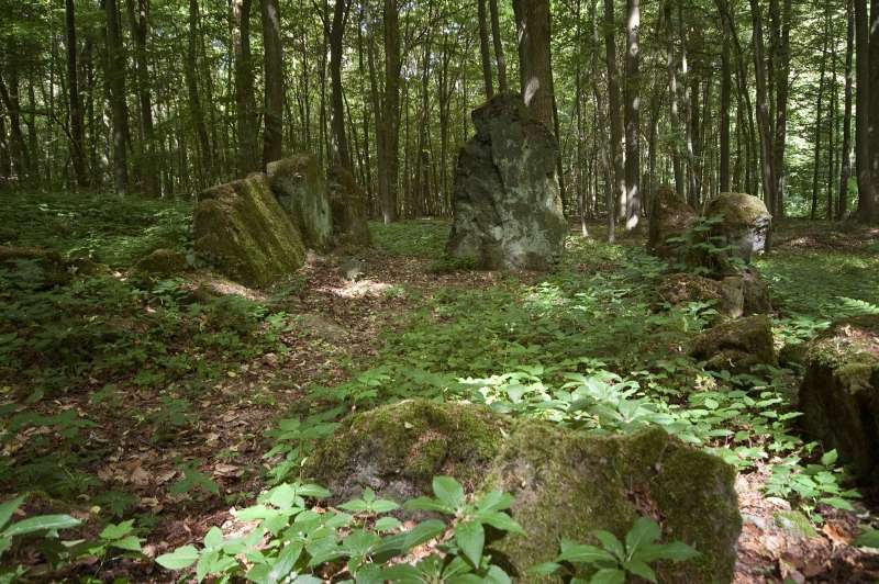 Click for full size image of Lautariusgrab (PID:78298) Lautariusgrab