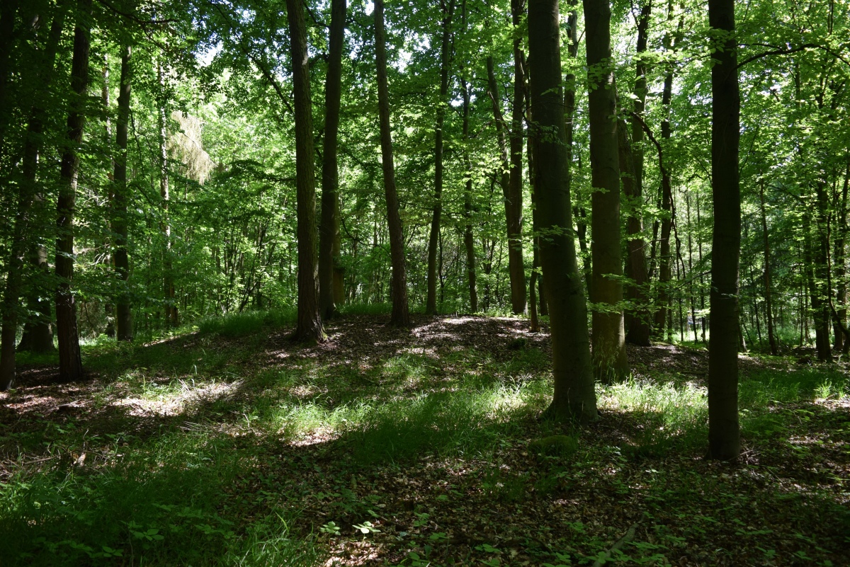 Vorderwald Muschenheim (PID:227726) Vorderwald Muschenheim