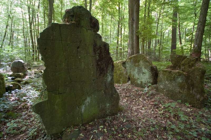 Click for full size image of Lautariusgrab (PID:78296) Lautariusgrab