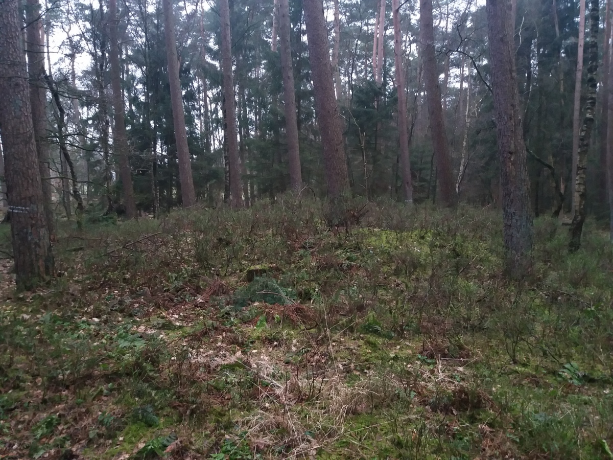 Stueh Grabhuegelgruppe