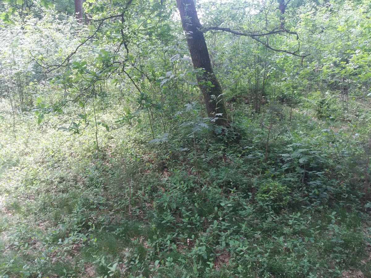Click for full size image of Hügelgräber am Holzberg (PID:228100) Hügelgräber am Holzberg