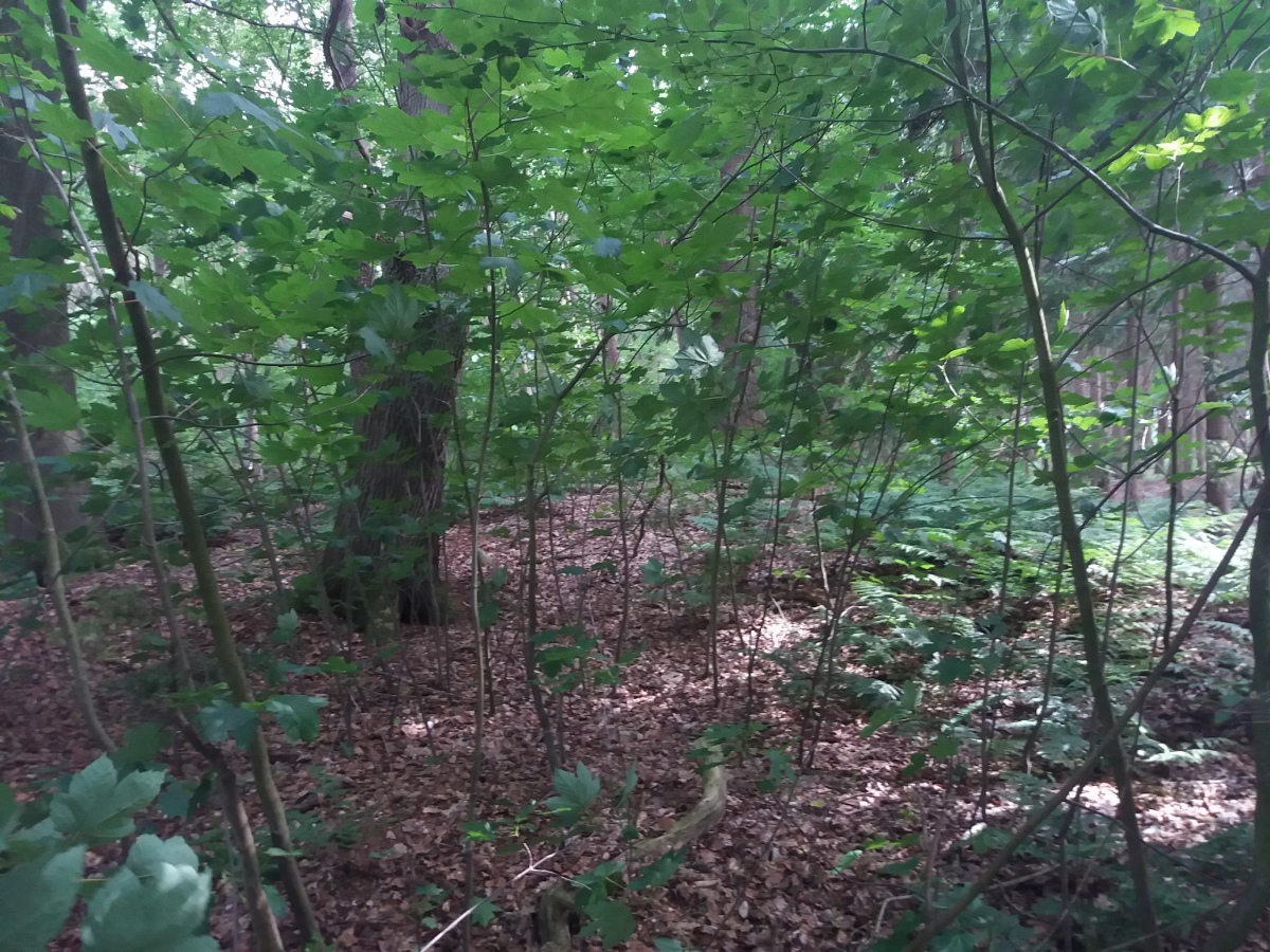 Hügelgräber am Holzberg (PID:228101) Hügelgräber am Holzberg