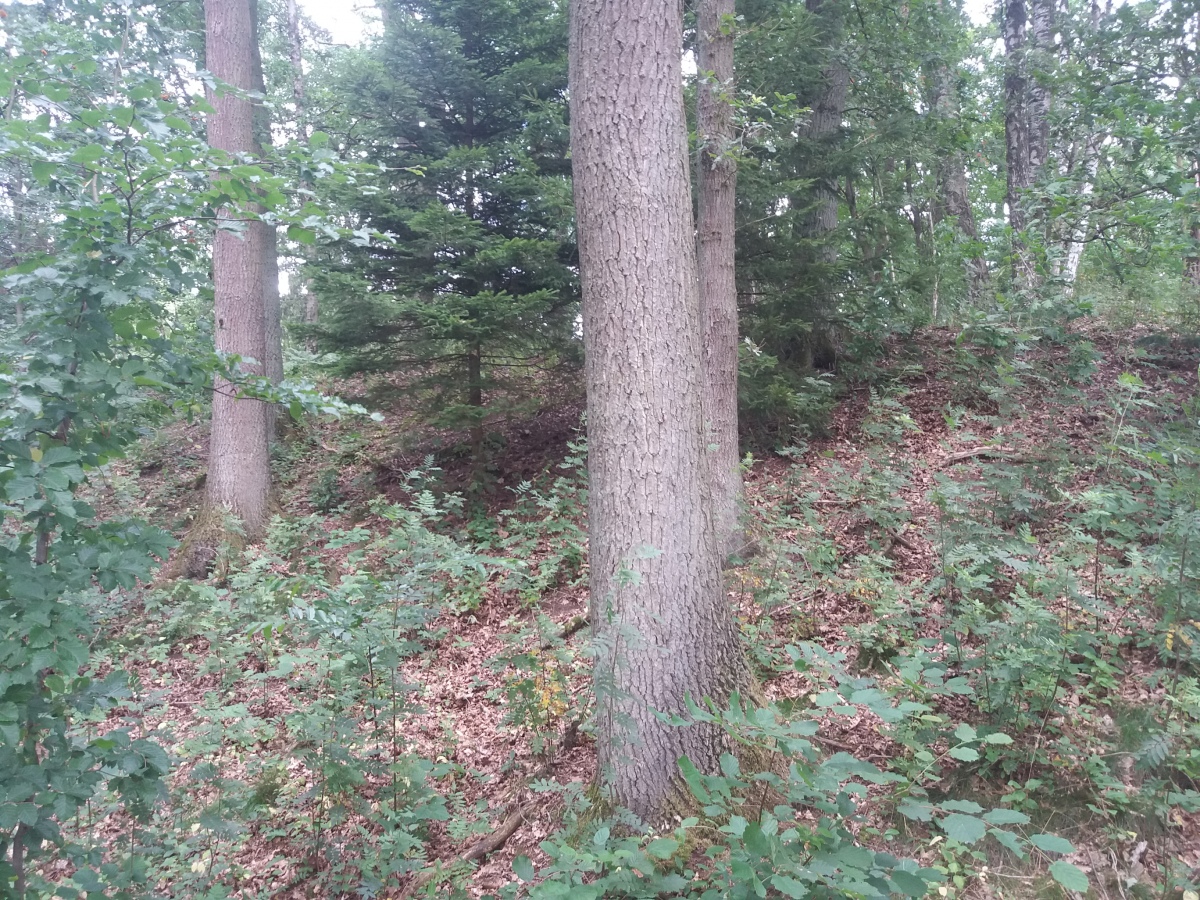 Hünenburg bei Bomlitz