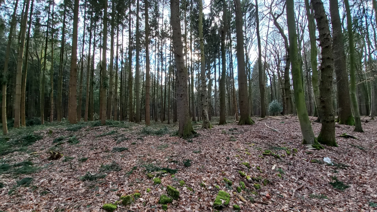 Click for the gallery page to add comments and vote (PID:238423) Alfstedt Ringwall
