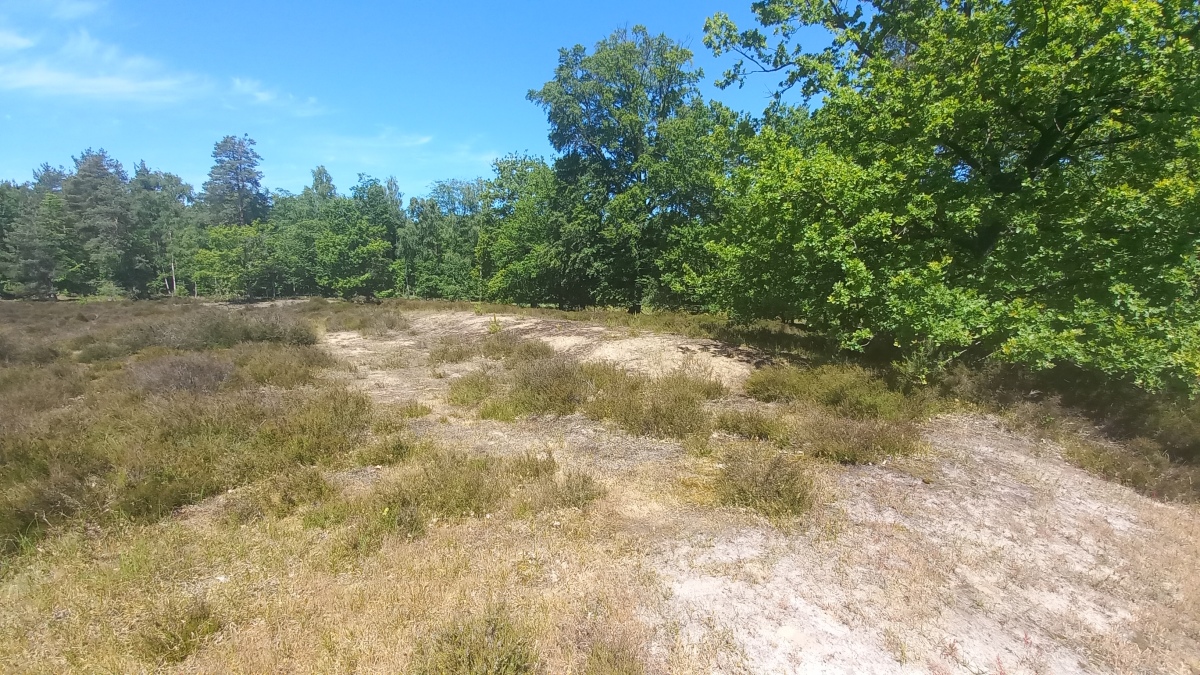 Click for the gallery page to add comments and vote (PID:259203) Boltersen Uhlenberg Langbett