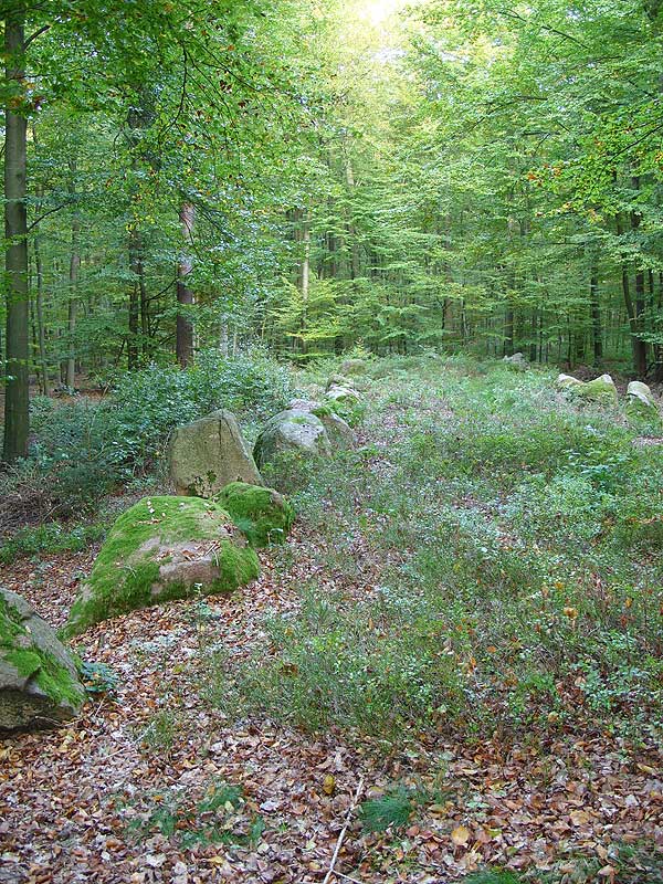 A Long Barrow in the 'Schieringer Forest. Some 60 metres long, remains of a big chamber on the eastern end.