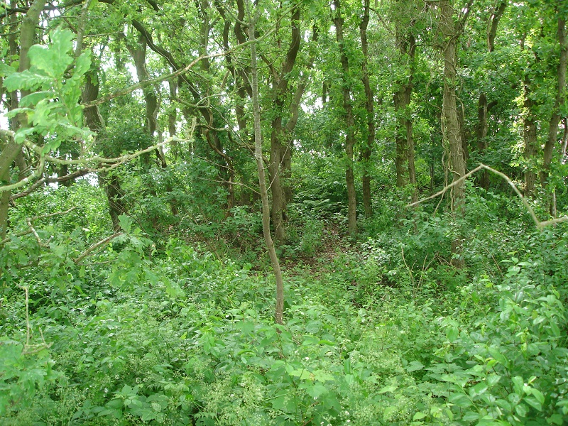 Drei Berge Huegelgraeberfeld bei Berensch