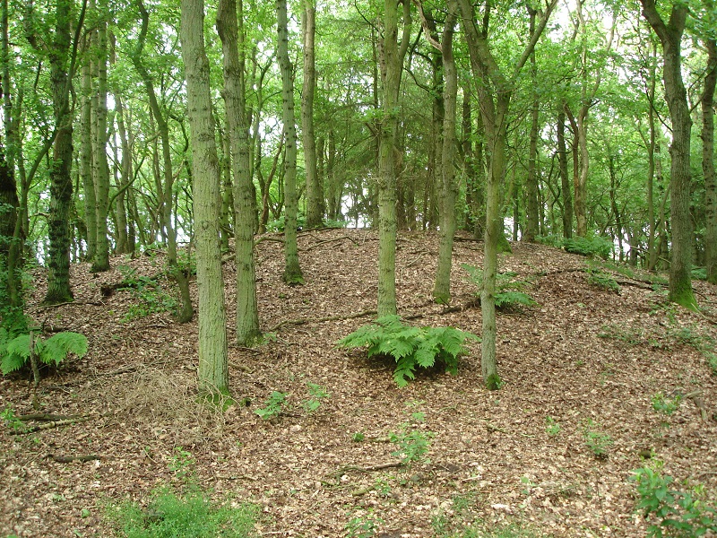 Fuchsberg (Berensch)