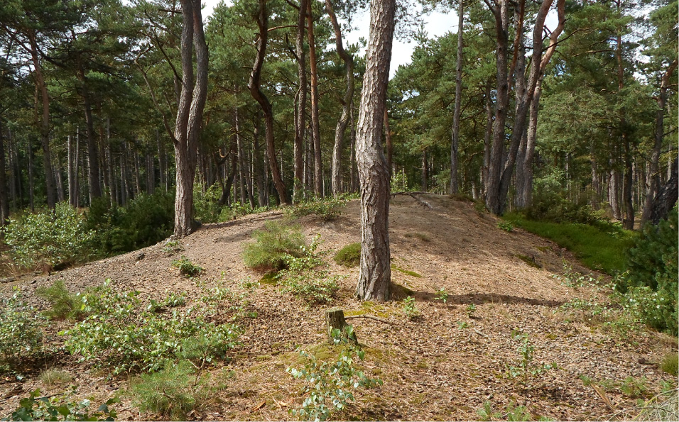 Click for the gallery page to add comments and vote (PID:135839) Grabhügel am Feuerberg
