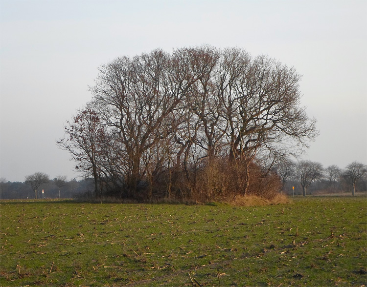 Click for the gallery page to add comments and vote (PID:143479) Grabhügel Westerbrook (I)