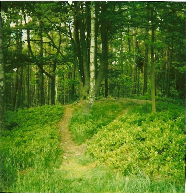Wohlde Hügelgräberfeld