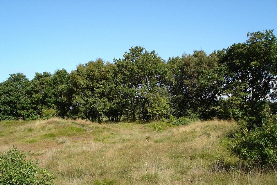 The earthwork's interior contains several small barrows.
A few years ago it was clarified that they had been built as burial mounds.
In one case the remains of a cremation burial from the 2nd century BC were discovered.