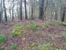 Hügelgräberfriedhof am Schlippenmoor