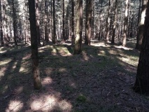 Hügelgräber bei Hagenah (Nr. 4-6)