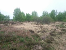 Steinahlkenheide Grabhuegelgruppe
