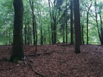 Hügelgräber im Luhner Holz (1)