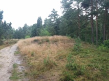 Hügelgräberfeld Lohheide