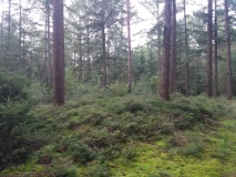 Hügelgräber im Godenstedter Holz (1-9)