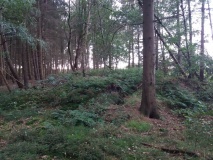 Hügelgrab im Godenstedter Holz (11)
