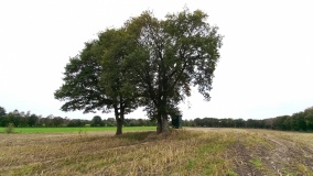 Hügelgrab bei Köhlen (3)