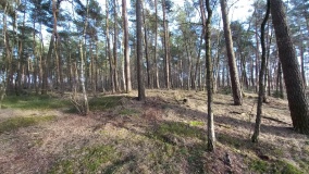 Hügelgräber bei Riekenbostel
