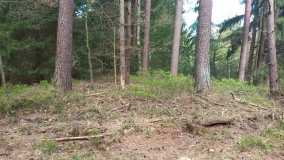 Hügelgräber im Luhner Holz (2)