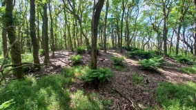 Fuchsberg (Berensch)