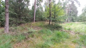 Grabhügelfeld Feerner Moor