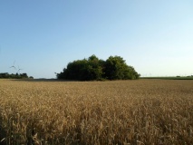 Grabhügel Alter Krempeler Weg (Süd)