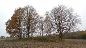 Hügelgrab bei Kutenholz