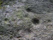 Midlum Hohensteine