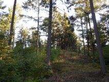 Grabhügelfeld Midlumer Moor