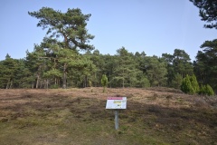 Plaggenschale Hügelgräberfeld